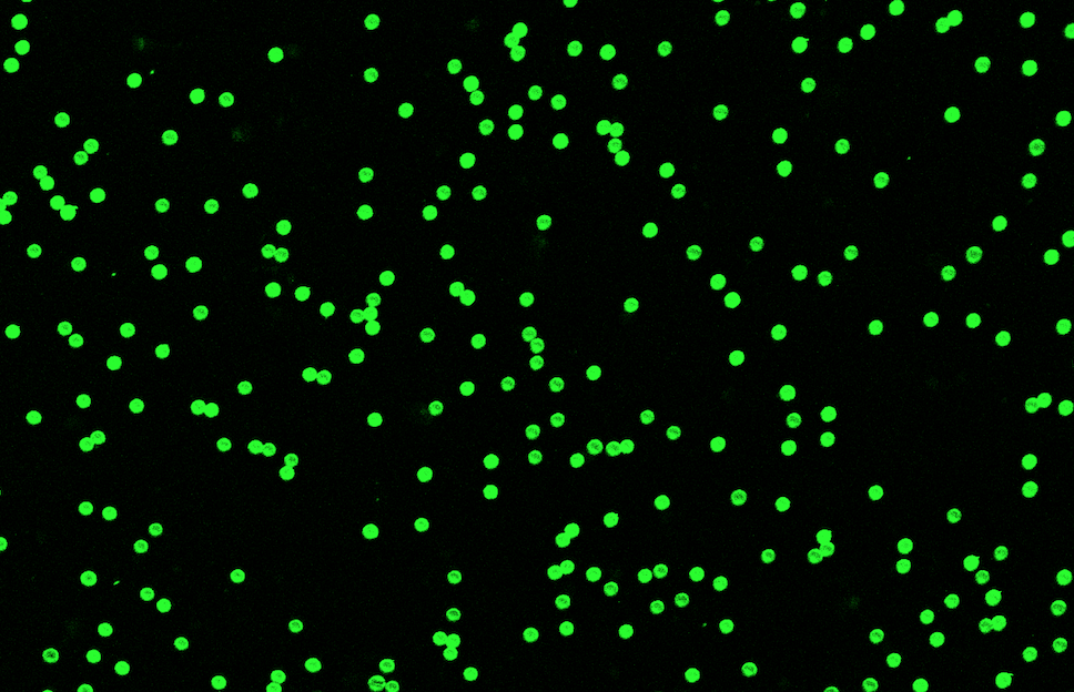 Green PS Fluorescent Particles, 50-60 um-Biotin
