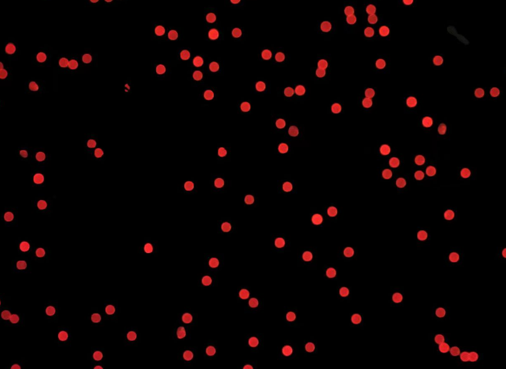 Red PS Fluorescent Particles, 28 um-Biotin
